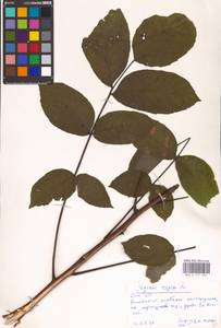 Juglans regia L., Eastern Europe, South Ukrainian region (E12) (Ukraine)