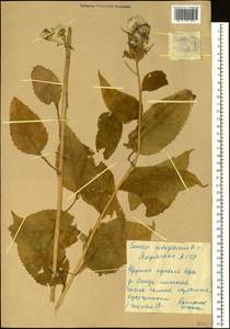 Senecio nemorensis L., Siberia, Yakutia (S5) (Russia)