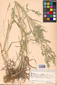 Bromus hordeaceus subsp. hordeaceus, Eastern Europe, Central region (E4) (Russia)