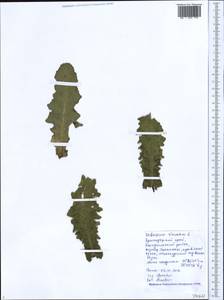 Verbascum sinuatum L., Caucasus, Black Sea Shore (from Novorossiysk to Adler) (K3) (Russia)