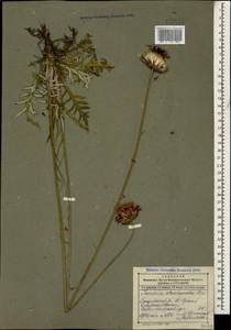 Jurinea arachnoidea Bunge, Caucasus, Dagestan (K2) (Russia)