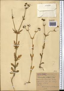 Valerianella uncinata (M. Bieb.) Dufr., Middle Asia, Syr-Darian deserts & Kyzylkum (M7) (Uzbekistan)