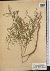 Gypsophila paniculata L., Middle Asia, Muyunkumy, Balkhash & Betpak-Dala (M9) (Kazakhstan)