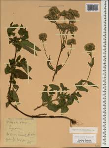 Eupatorium cannabinum L., Caucasus, Armenia (K5) (Armenia)