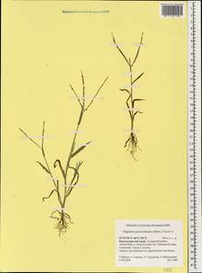 Digitaria sanguinalis (L.) Scop., Caucasus, Krasnodar Krai & Adygea (K1a) (Russia)