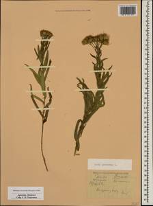 Pentanema germanicum (L.) D. Gut. Larr., Santos-Vicente, Anderb., E. Rico & M. M. Mart. Ort., Caucasus, Armenia (K5) (Armenia)