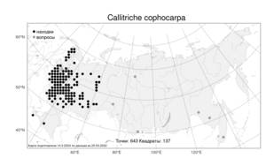 Callitriche cophocarpa Sendtn., Atlas of the Russian Flora (FLORUS) (Russia)