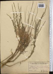 Artemisia ferganensis Krasch. ex Poljakov, Middle Asia, Pamir & Pamiro-Alai (M2) (Uzbekistan)