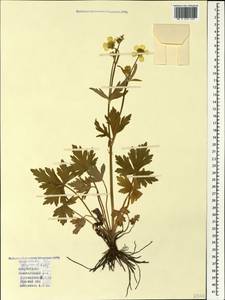 Ranunculus grandiflorus L., Caucasus, Azerbaijan (K6) (Azerbaijan)