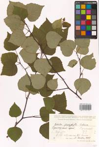 Betula pendula subsp. mandshurica (Regel) Ashburner & McAll., Siberia, Russian Far East (S6) (Russia)