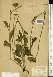 Klasea lycopifolia (Vill.) Á. Löve & D. Löve, Eastern Europe, Eastern region (E10) (Russia)