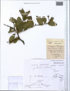 Capparis sepiaria, Africa (AFR) (Ethiopia)