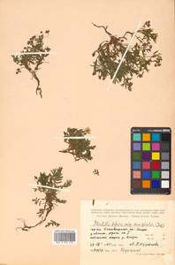 Sibbaldianthe bifurca (L.) Kurtto & T. Erikss., Siberia, Russian Far East (S6) (Russia)