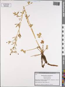 Ranunculus sceleratus L., Eastern Europe, Belarus (E3a) (Belarus)