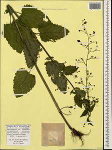 Scrophularia scopolii Hoppe, Caucasus, Krasnodar Krai & Adygea (K1a) (Russia)