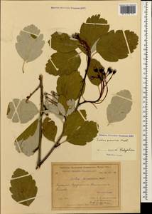 Hedlundia persica (Hedl.) Mezhenskyj, Caucasus, Turkish Caucasus (NE Turkey) (K7) (Turkey)