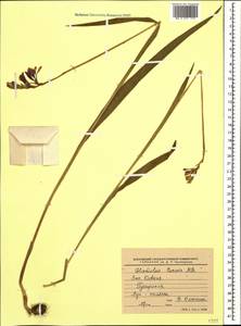 Gladiolus tenuis M.Bieb., Caucasus, Krasnodar Krai & Adygea (K1a) (Russia)