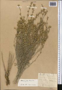 Artemisia juncea Kar. & Kir., Middle Asia, Western Tian Shan & Karatau (M3) (Not classified)