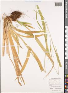 Carex sylvatica subsp. latifrons (V.I.Krecz.) Ö.Nilsson, Caucasus, Stavropol Krai, Karachay-Cherkessia & Kabardino-Balkaria (K1b) (Russia)