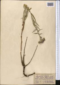 Saussurea elegans Ledeb., Middle Asia, Northern & Central Tian Shan (M4) (Kyrgyzstan)