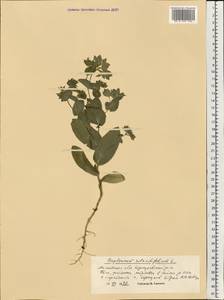 Bupleurum rotundifolium L., Eastern Europe, Moscow region (E4a) (Russia)