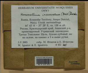 Homomallium incurvatum (Schrad. ex Brid.) Loeske, Bryophytes, Bryophytes - North Caucasus & Ciscaucasia (B12) (Russia)