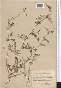 Vicia peregrina L., Middle Asia, Western Tian Shan & Karatau (M3) (Uzbekistan)