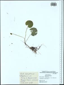 Viola palustris L., Eastern Europe, Central region (E4) (Russia)