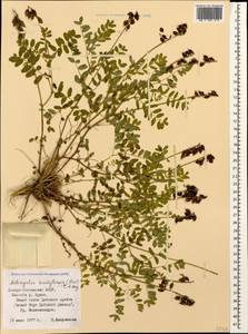Astragalus brachytropis (Stev.) C. A. Mey., Caucasus, North Ossetia, Ingushetia & Chechnya (K1c) (Russia)