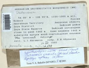 Schistochilopsis incisa (Schrad.) Konstant., Bryophytes, Bryophytes - Russian Far East (excl. Chukotka & Kamchatka) (B20) (Russia)