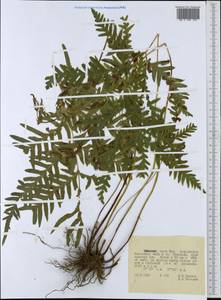 Magnoliopsida, Africa (AFR) (Ethiopia)