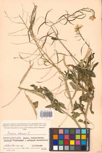 Brassica oleracea L., Eastern Europe, Moscow region (E4a) (Russia)