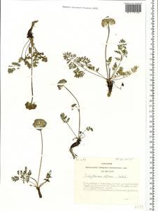 Pachypleurum mutellinoides (Crantz) Holub, Siberia, Altai & Sayany Mountains (S2) (Russia)