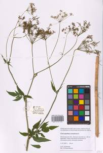 Chaerophyllum aromaticum L., Eastern Europe, North-Western region (E2) (Russia)