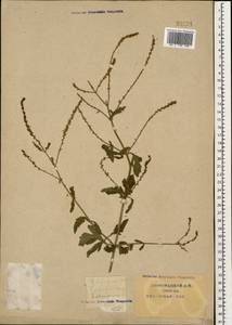 Verbena officinalis L., Caucasus, Krasnodar Krai & Adygea (K1a) (Russia)