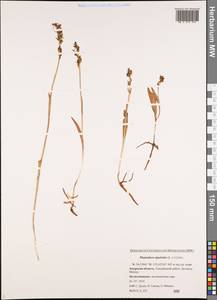 Platanthera tipuloides (L.f.) Lindl., Siberia, Russian Far East (S6) (Russia)