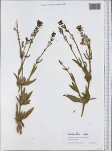 Centranthus ruber (L.) DC., Western Europe (EUR) (Greece)