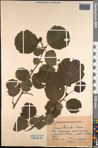 Alnus hirsuta (Spach) Rupr., Siberia, Russian Far East (S6) (Russia)