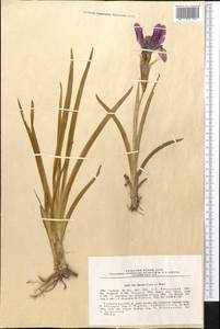 Iris lineata Foster ex Regel, Middle Asia, Pamir & Pamiro-Alai (M2) (Tajikistan)