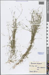 Stellaria graminea L., Middle Asia, Caspian Ustyurt & Northern Aralia (M8) (Kazakhstan)