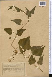Solanum dulcamara L., Middle Asia, Muyunkumy, Balkhash & Betpak-Dala (M9) (Kazakhstan)