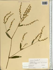 Koenigia divaricata (L.) T. M. Schust. & Reveal, Eastern Europe, Central region (E4) (Russia)