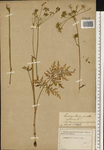 Silphiodaucus prutenicus subsp. prutenicus, Eastern Europe, Western region (E3) (Russia)