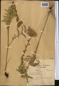 Serratula coronata L., Middle Asia, Northern & Central Kazakhstan (M10) (Kazakhstan)