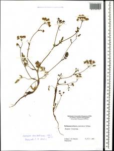 Carum meifolium (M. Bieb.) Boiss., Caucasus, Stavropol Krai, Karachay-Cherkessia & Kabardino-Balkaria (K1b) (Russia)