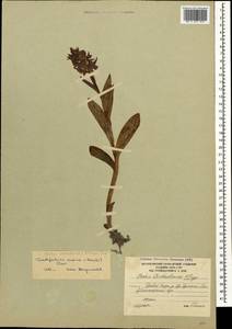 Dactylorhiza euxina (Nevski) Czerep., Caucasus, South Ossetia (K4b) (South Ossetia)