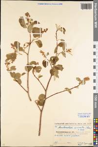Amelanchier × spicata (Lam.) K. Koch, Eastern Europe, North Ukrainian region (E11) (Ukraine)