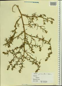 Salsola squarrosa subsp. squarrosa, Eastern Europe, South Ukrainian region (E12) (Ukraine)