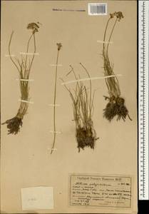 Allium polyrhizum Turcz. ex Regel, Mongolia (MONG) (Mongolia)