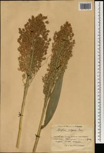 Sorghum bicolor (L.) Moench, South Asia, South Asia (Asia outside ex-Soviet states and Mongolia) (ASIA) (China)